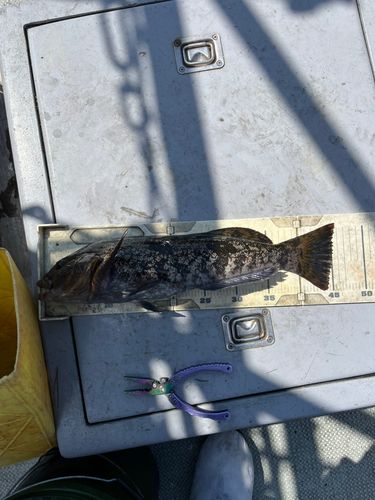 アイナメの釣果