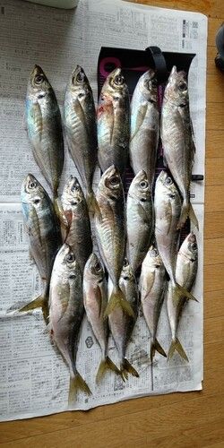 アジの釣果