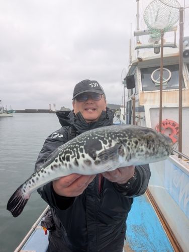 トラフグの釣果