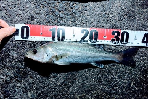 フッコ（マルスズキ）