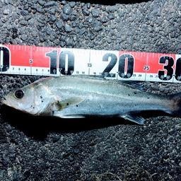 フッコ(マルスズキ)