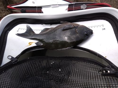 オナガグレの釣果