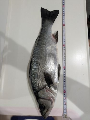 フッコ（ヒラスズキ）の釣果