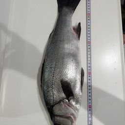 フッコ（ヒラスズキ）