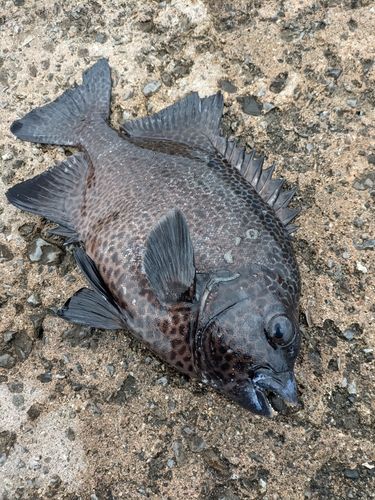 イシガキダイの釣果
