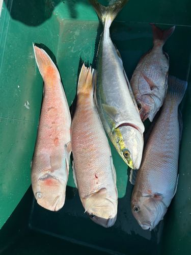 シロアマダイの釣果