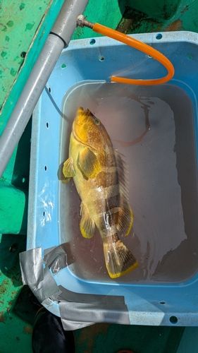 アオハタの釣果