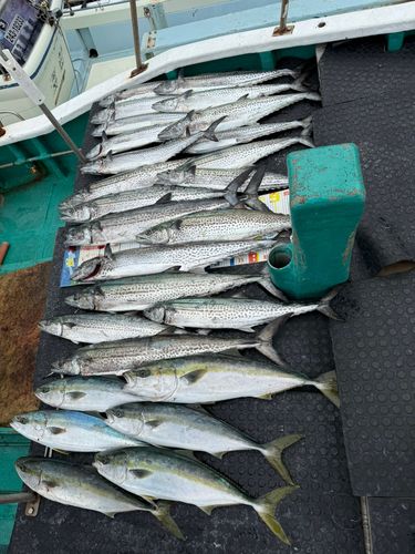 サワラの釣果
