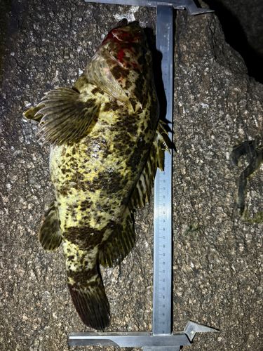 タケノコメバルの釣果