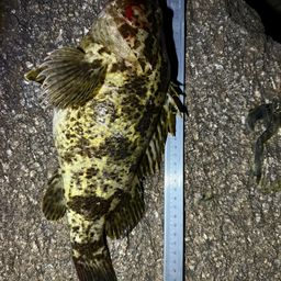 タケノコメバル