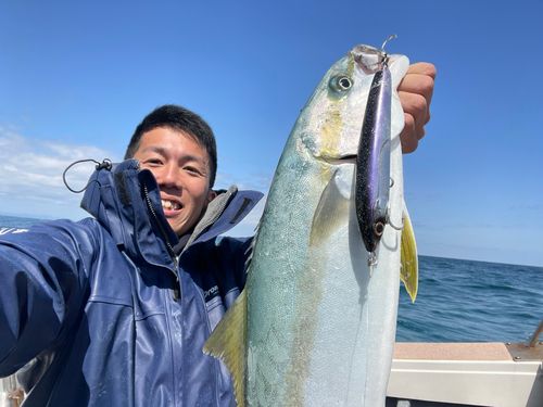 ヒラマサの釣果