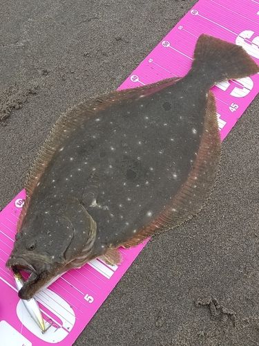 ヒラメの釣果