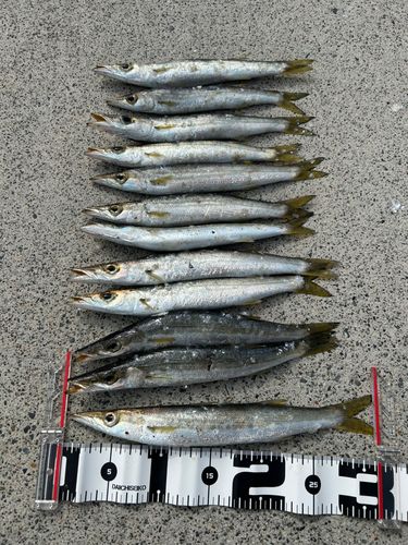 アカカマスの釣果