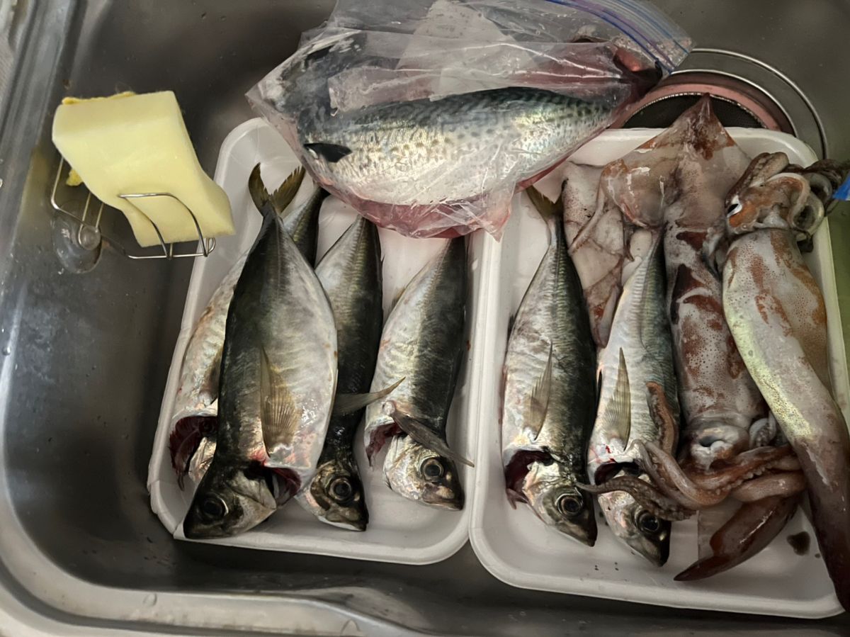 みっちー３５８さんの釣果 2枚目の画像