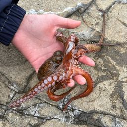 タコ