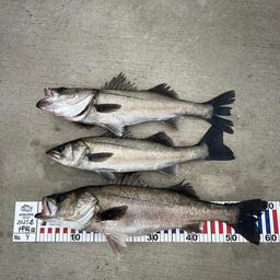 ハネ（マルスズキ）