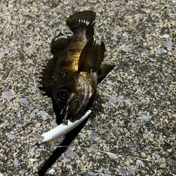 メバル
