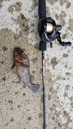 クロソイの釣果