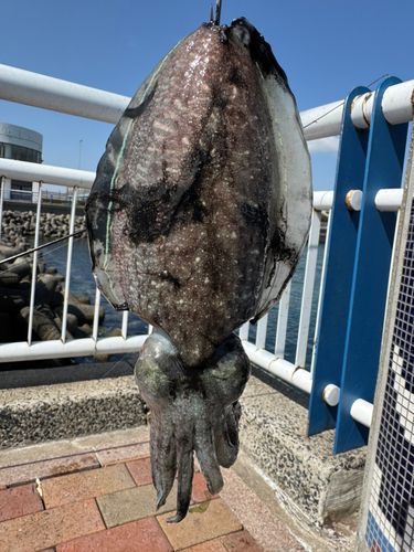 マツバイカの釣果