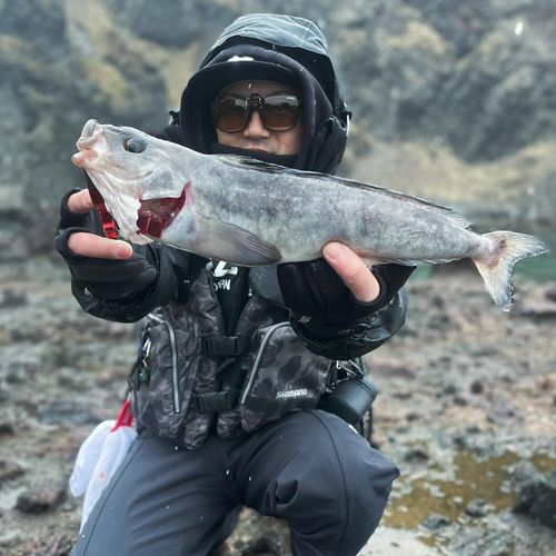 ホッケの釣果