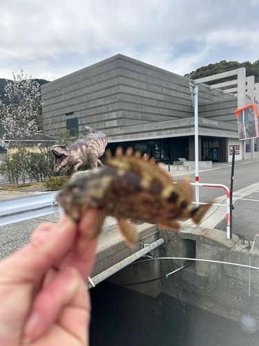 アラカブの釣果