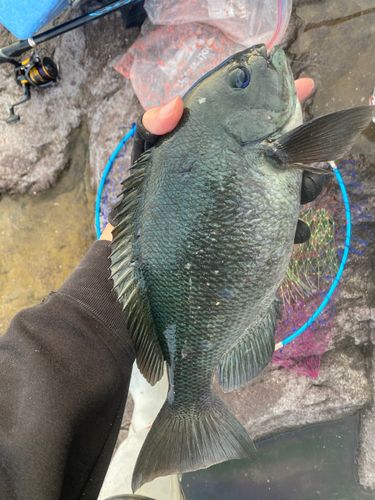 メジナの釣果