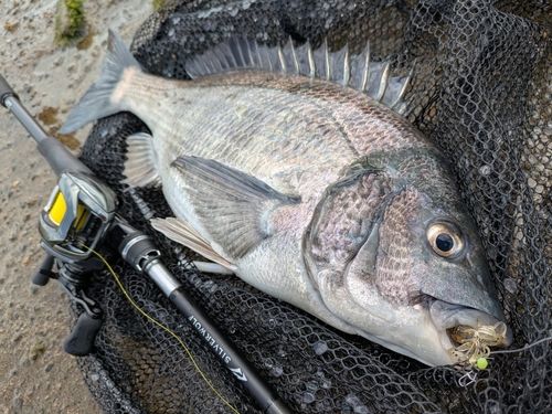 チヌの釣果