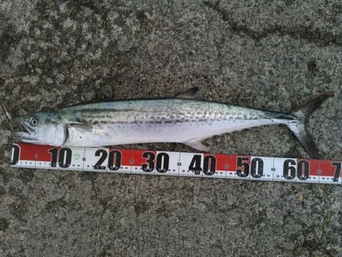 サワラの釣果