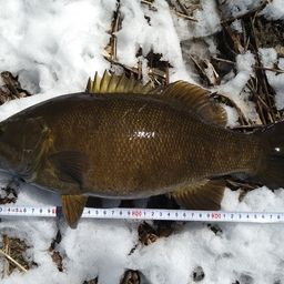 スモールマウスバス