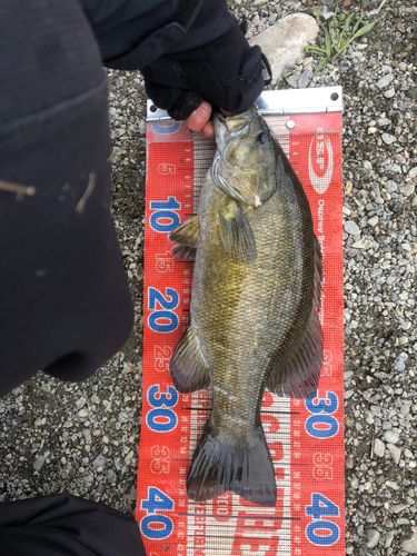 スモールマウスバスの釣果