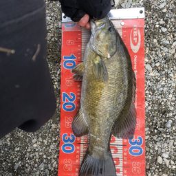 スモールマウスバス