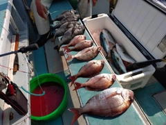 マダイの釣果