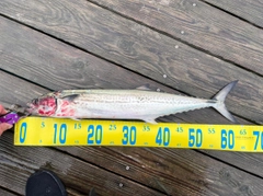 サゴシの釣果