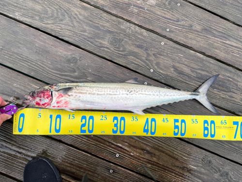 サゴシの釣果
