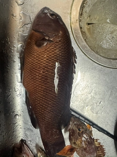 ベラの釣果