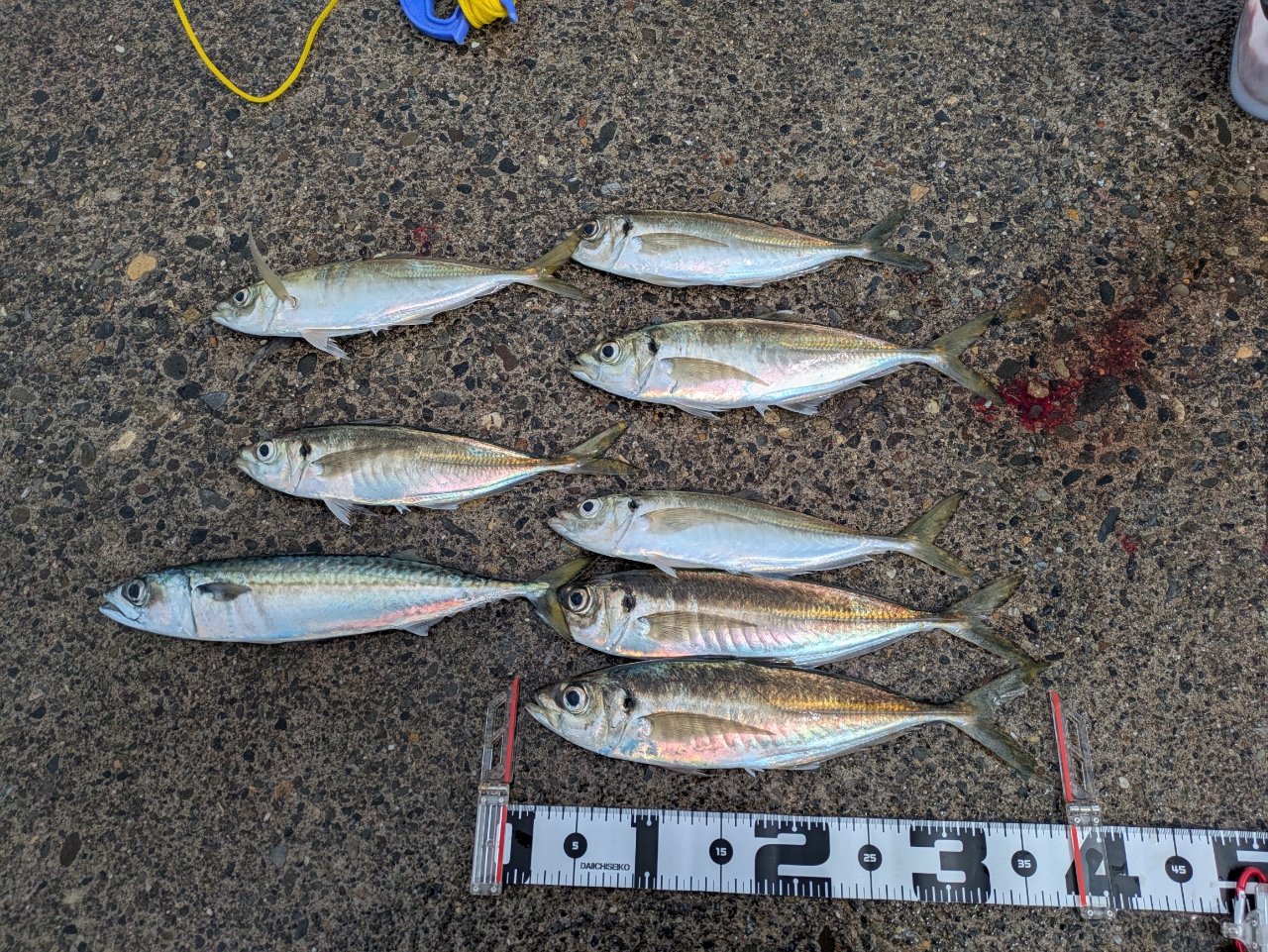 DAIWA 14リーガル 4号-53遠投の最安値・インプレ・釣果 | 本音の