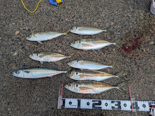 アジの釣果