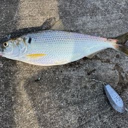 コノシロ