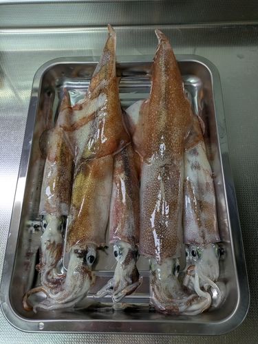 ヤリイカの釣果