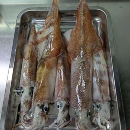 ヤリイカ