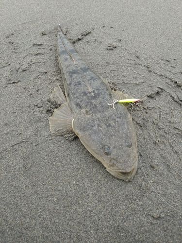 マゴチの釣果
