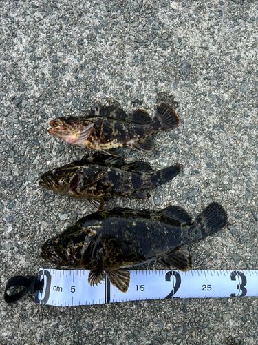 タケノコメバルの釣果