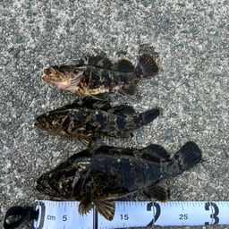タケノコメバル