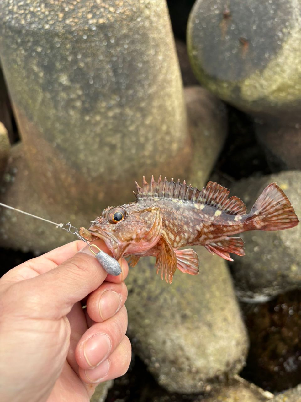 タケノコメバル