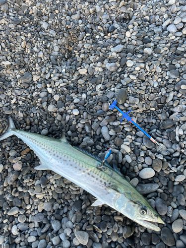 サワラの釣果