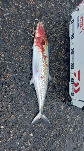 サワラの釣果