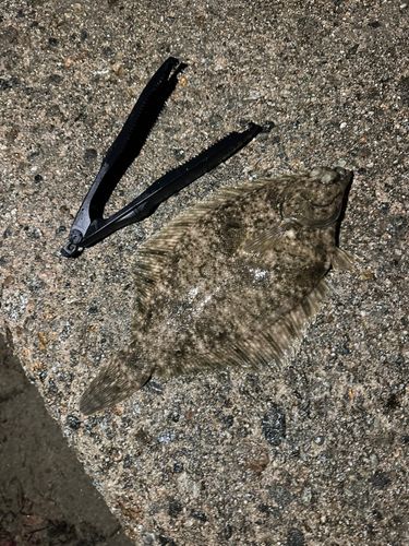 マコガレイの釣果