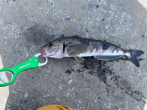 ホッケの釣果