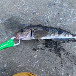 ホッケ