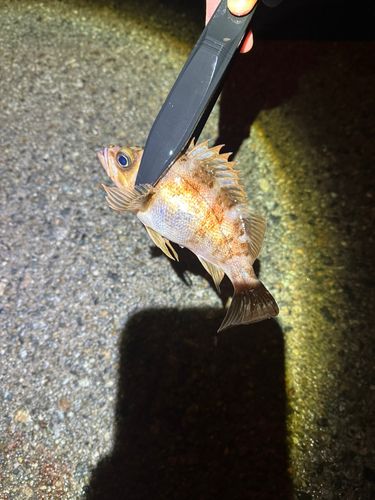 アカメバルの釣果